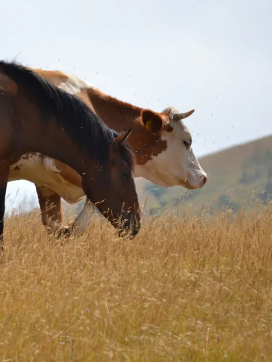 a cow and a horse in an open field