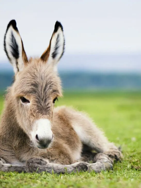 a cute little donkey resting on the green grass