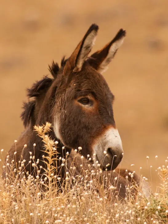 a donkey in an open field with tall shrubs