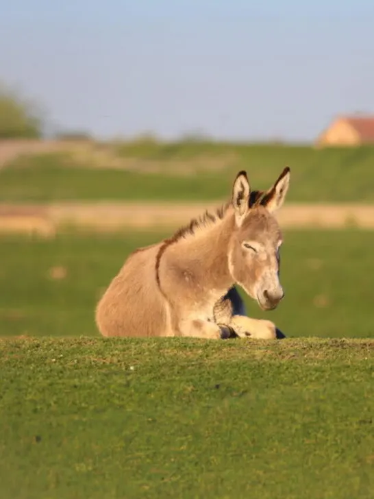 a donkey lying on the grass while sleeping