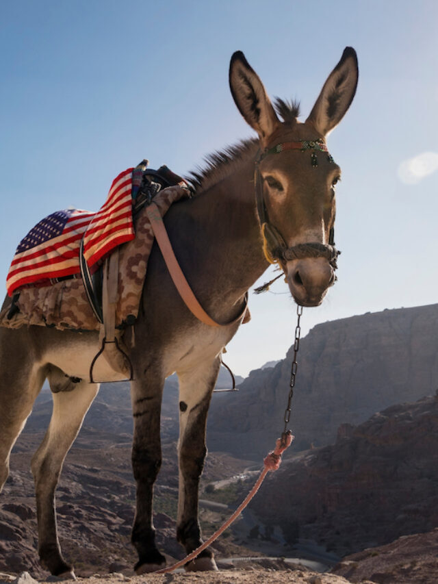 How Much Does A Donkey Weigh? (with chart)