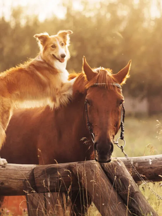 a farm dog and horse bonding