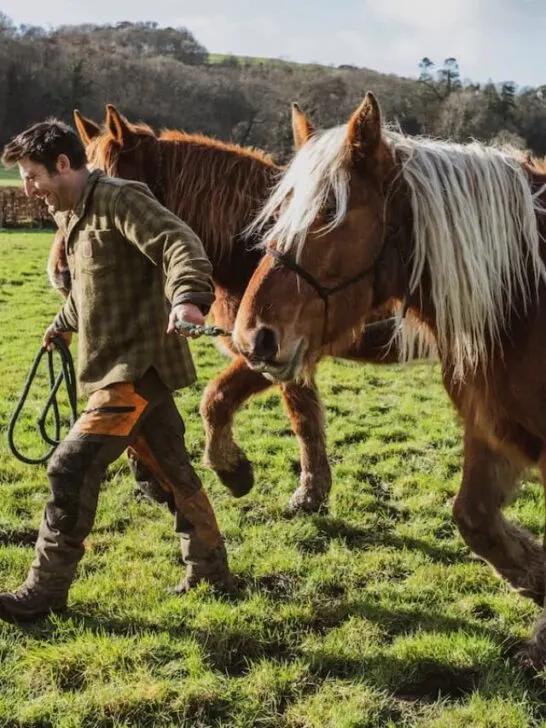 a farmer leading his work horse in the field