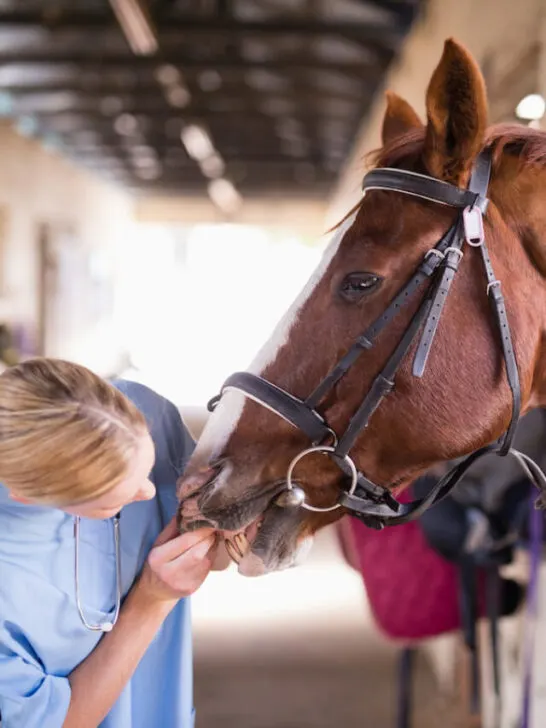 a female vet in a light blue clothing checking horse teeth in a stable