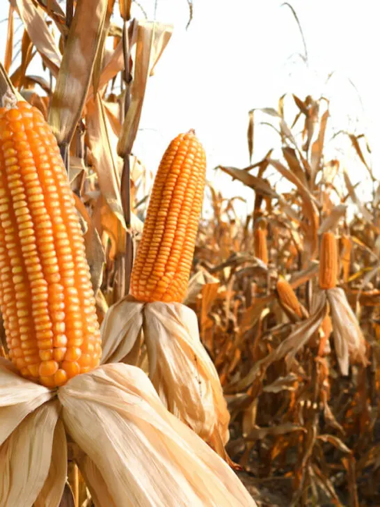 a field of dried corn on cobs