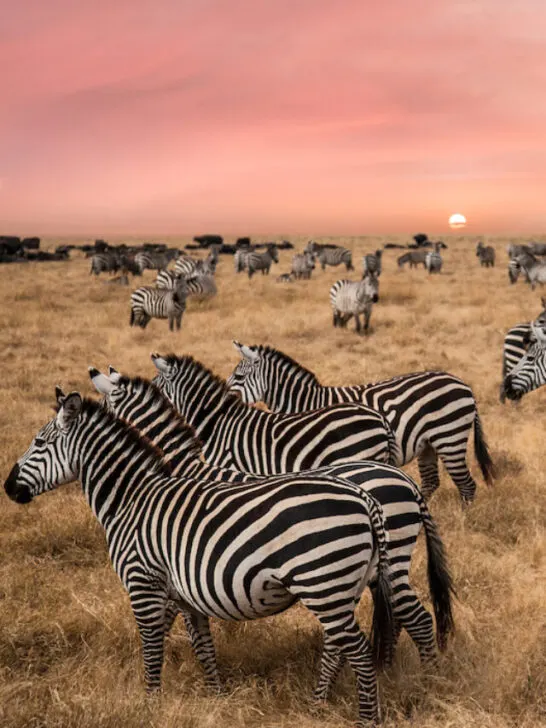 a field with a lot of zebras on a sunset