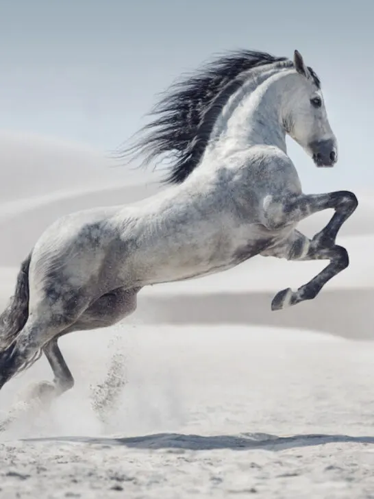 a free beautiful andalusian horse