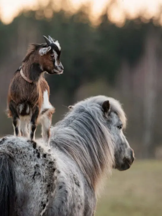 a goat standing on the back of a horse outdoors