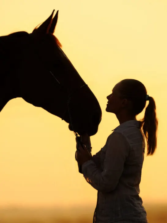 a horse and owner silhouette sunset