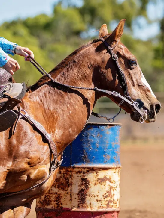 a horse barrel racing closeup
