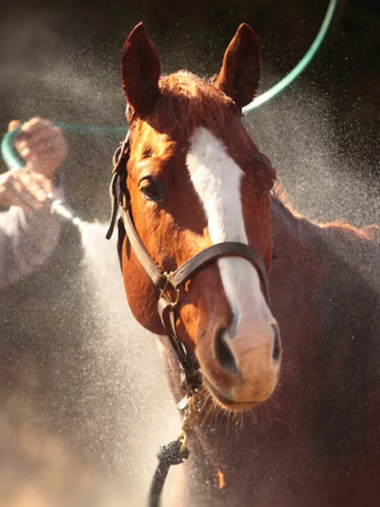 a horse being showered by owner