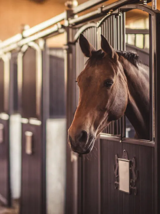a horse inside a stable
