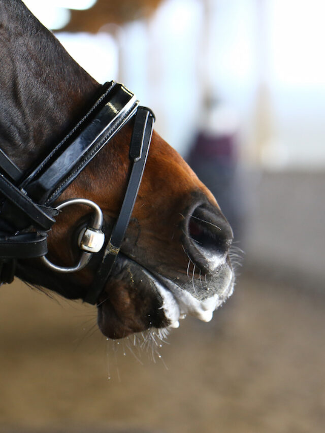 Foamy Mouth in Horses: What Causes It & Is It Good Or Bad?