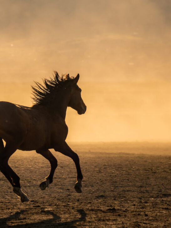 a horse running free