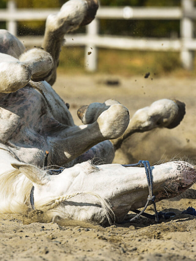 Treating Colic In Horses: Beer, Natural Remedies, & When To Call A Vet