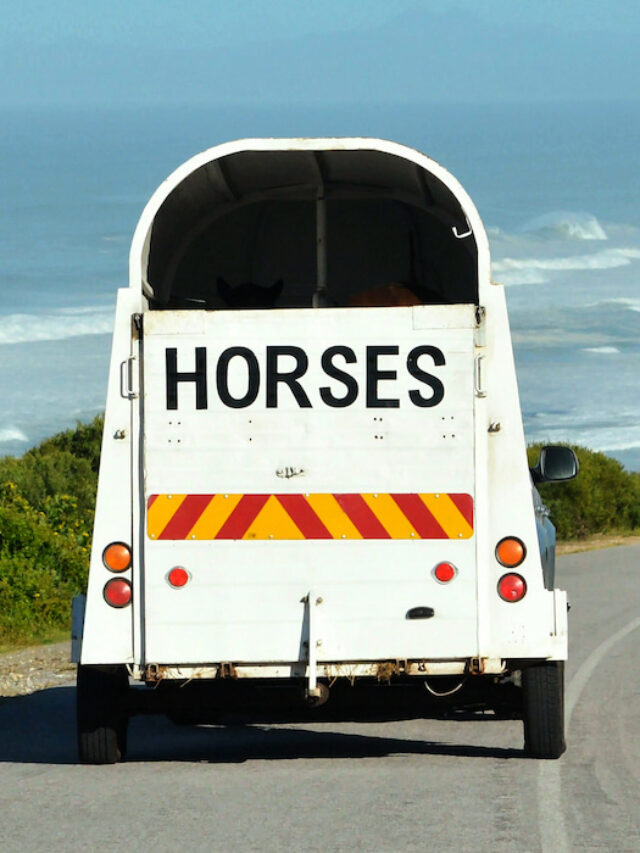 7 Things to Consider Before Buying a Single Horse Trailer