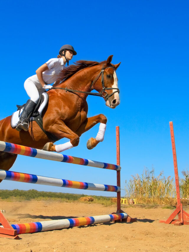 Horse Jump Types