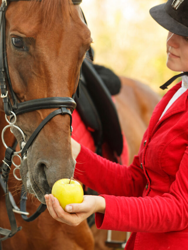 Can Horses Eat Apples Facts, Recipes & Cautions Helpful Horse Hints