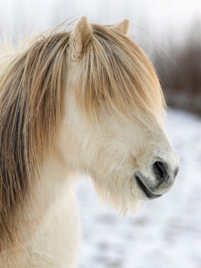 Icelandic Horse Breed Profile