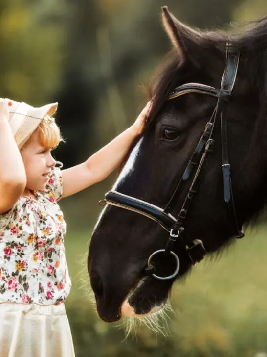 a little girl petting a shire horse during summer