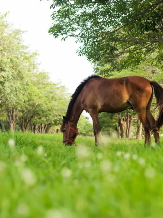a lone horse eating green grass under a tree