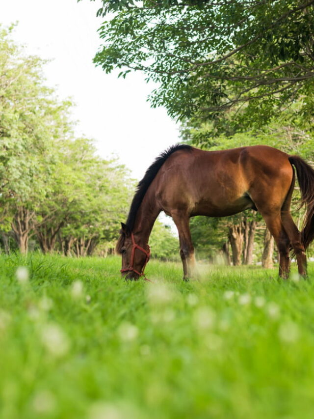 Grass As A Horse Food: Why It Isn’t Great
