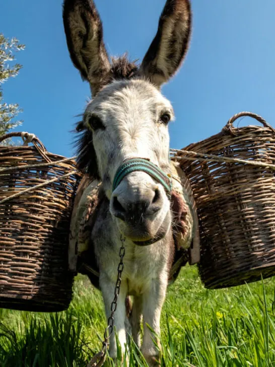 a looking happy donkey with carrying baskets on back