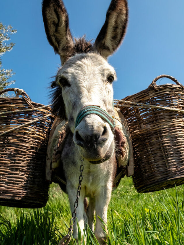 Pros And Cons of Owning a Donkey