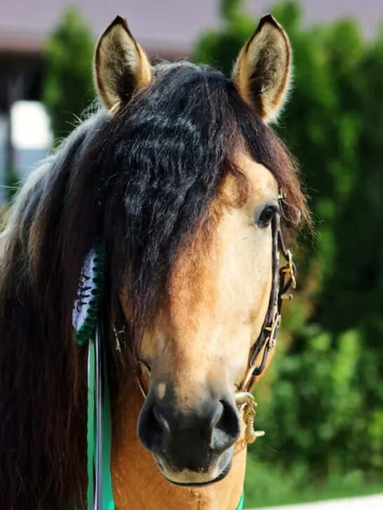 a paso fino horse winner of a horse event