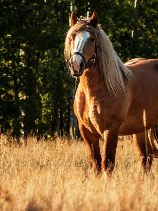 a polish chestnut horse