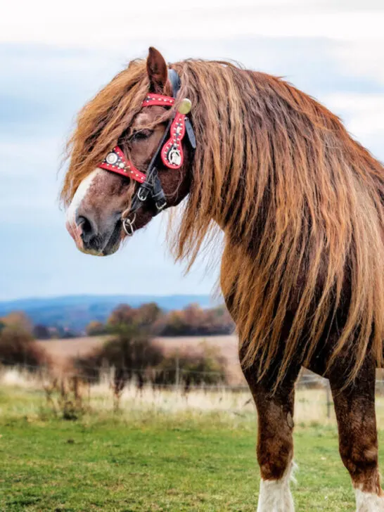 a portrait of a big percheron horse