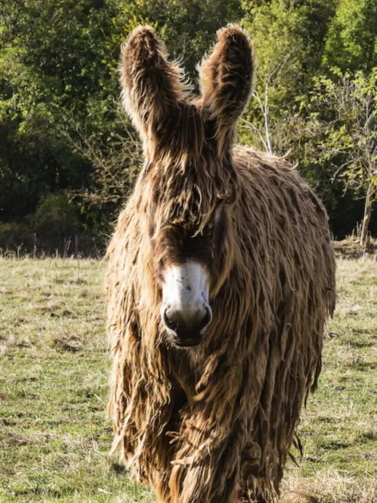 a rare poitou donkey