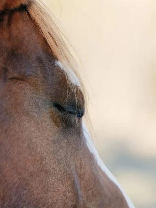 a tired horse closed eyes
