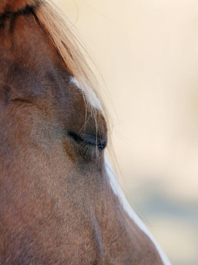 When Is A Horse Considered A Senior? Caring for your Older Horse