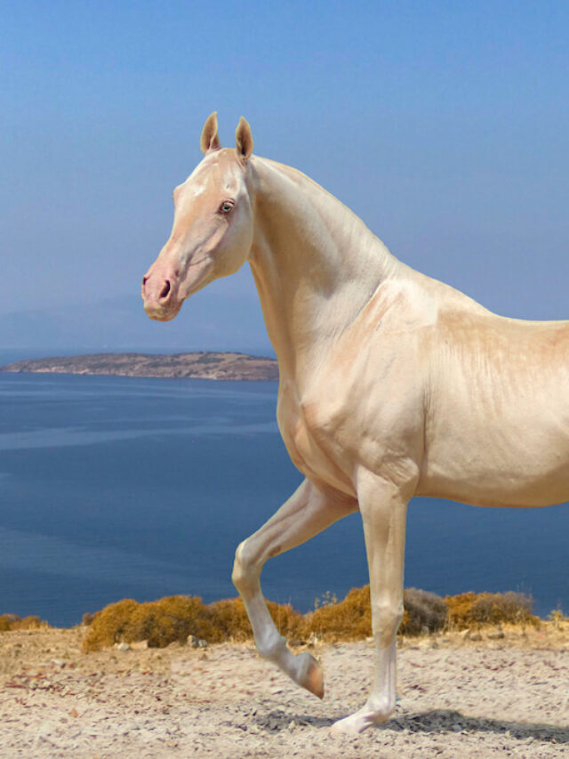 73 Awesome Champagne Horse Names