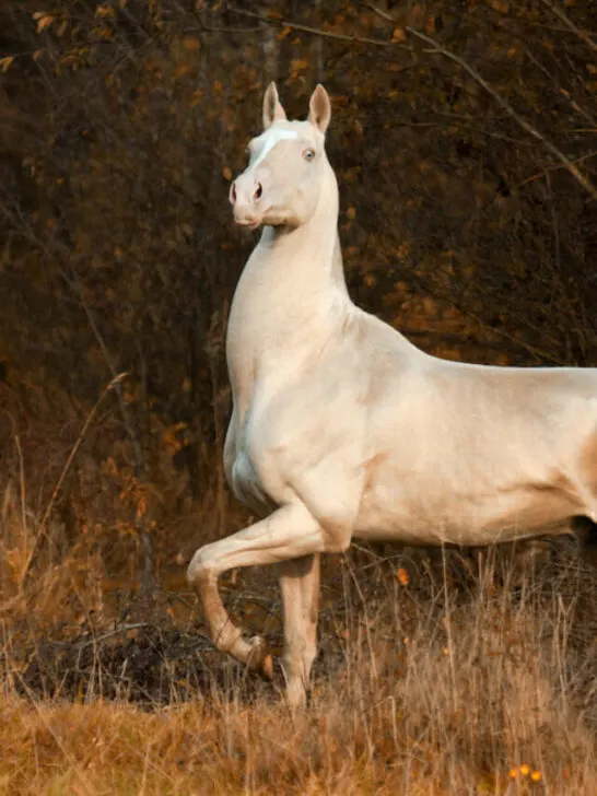 a very beautiful akhal teke horse