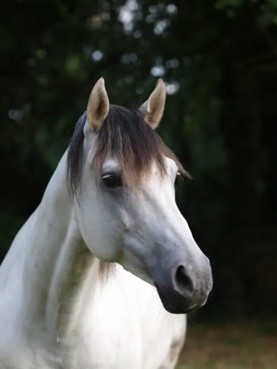 a white Lusitano horse staring a far