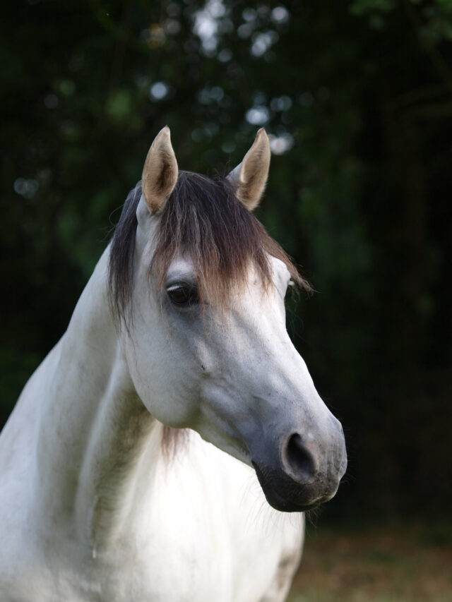The Lusitano Horse: History, Colors and Crosses