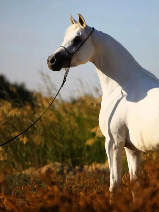 a white arabian horse in a field of tall grass
