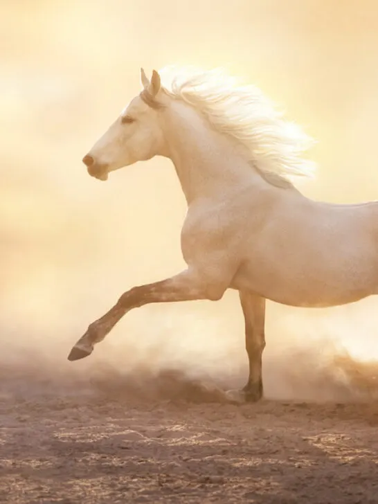 a white horse galloping on dirt