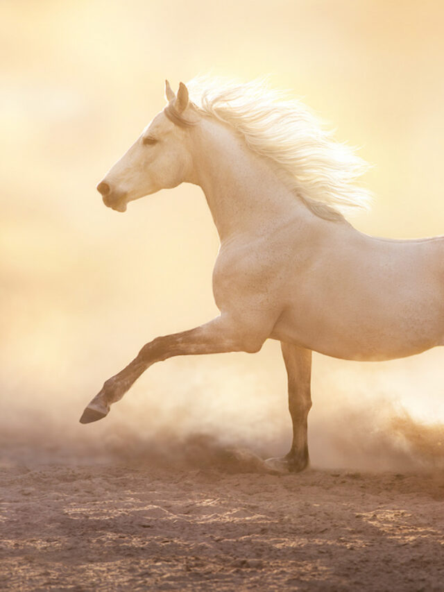 Anglo-Arabian Horse – History, Registration, Costs, & More