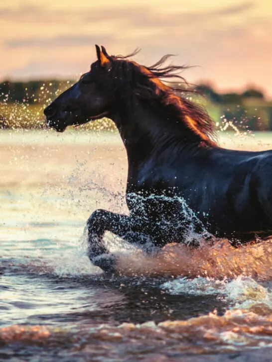 a wild horse in the lake at sunset