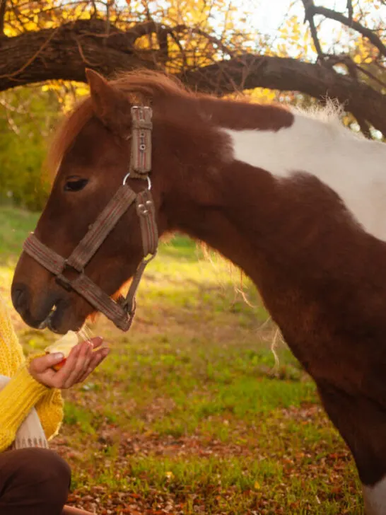 a woman sitting under a tree feeding a spotted horse
