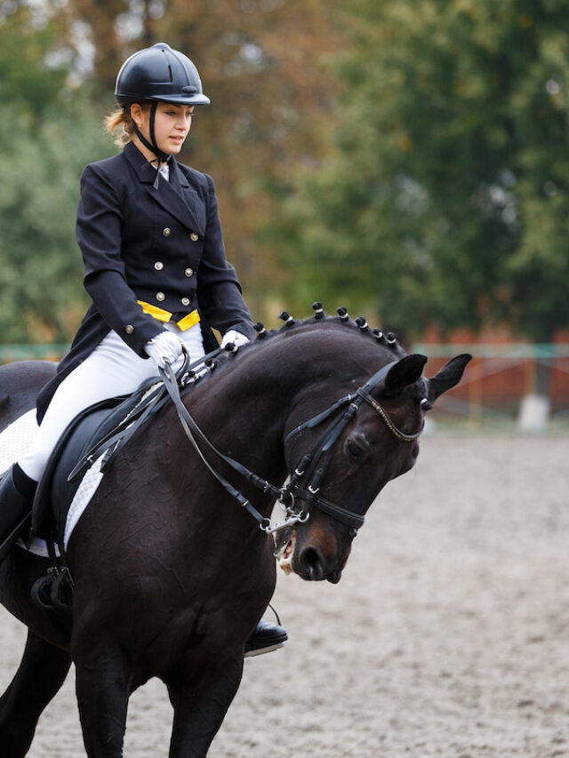 Guide to Dressage Riding Simple Explanations for a Complex Sport
