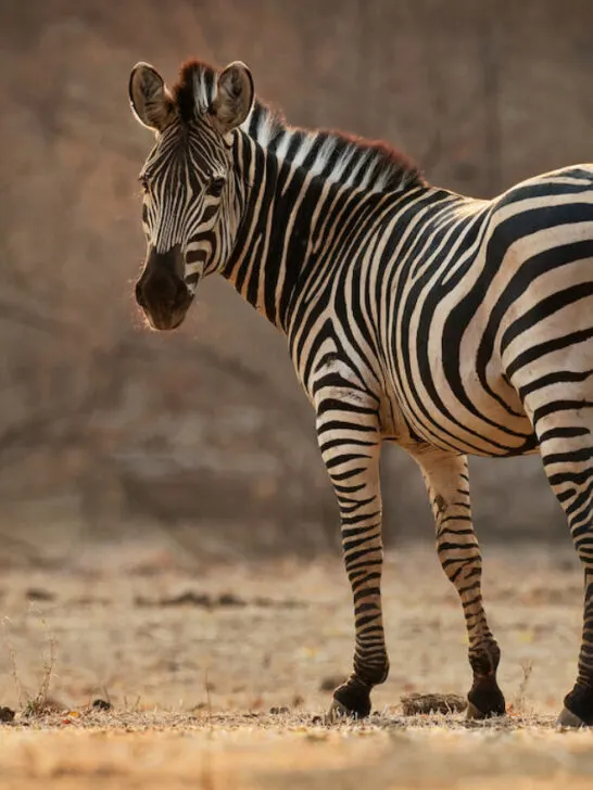 a zebra looking back