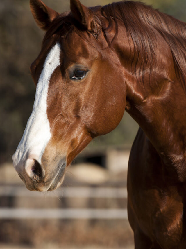11 Interesting Facts about the Quarter Horse