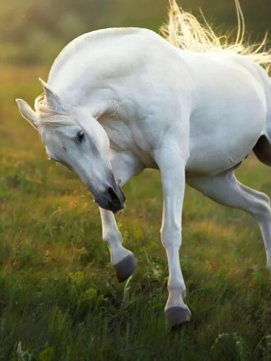 an andalusian horse jumping playfully