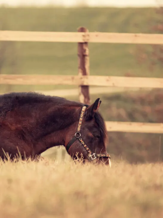 an old horse resting and sleeping in a ranch