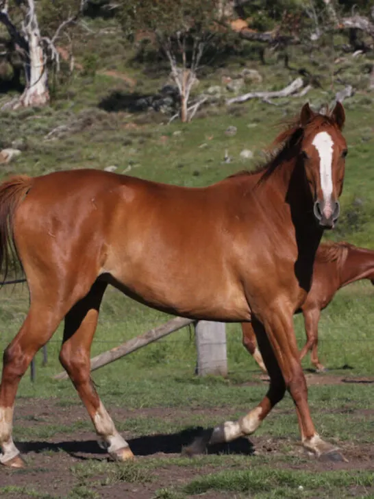 australian horses in a ranch