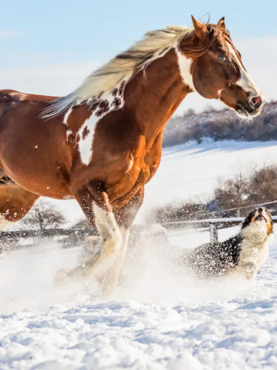 beautiful american paint horse playing with a dog in snow